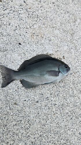 メジナの釣果