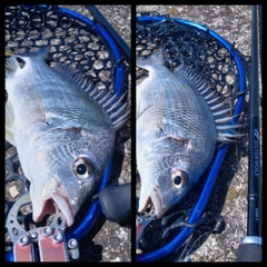 キビレの釣果