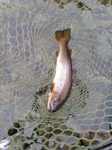 サクラマスの釣果
