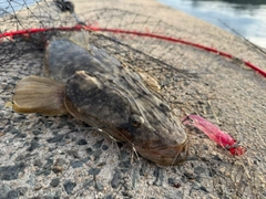 マゴチの釣果