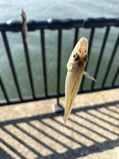 シロギスの釣果