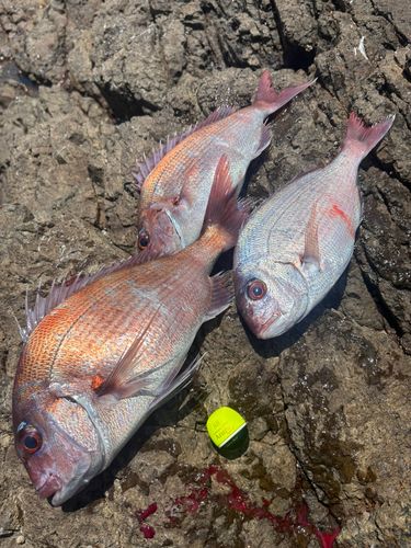 マダイの釣果