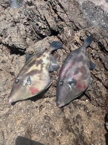 ウマヅラハギの釣果