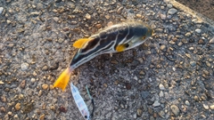 シマフグの釣果