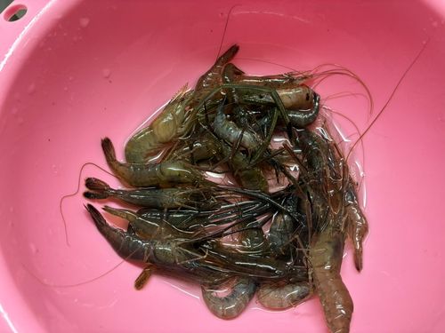 テナガエビの釣果