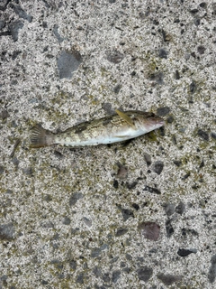 アイナメの釣果