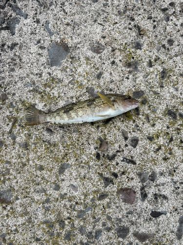 アイナメの釣果