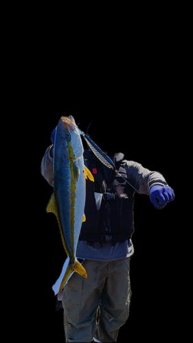 ヒラマサの釣果