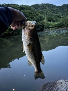ラージマウスバスの釣果