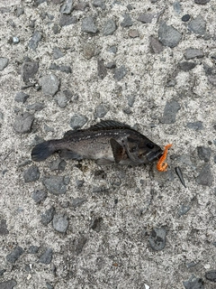 クロソイの釣果