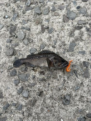 クロソイの釣果
