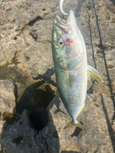 イナダの釣果