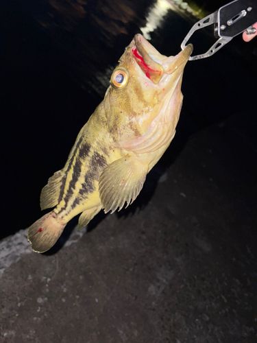 シマゾイの釣果