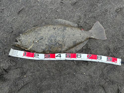 ヒラメの釣果
