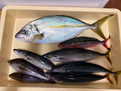シマアジの釣果