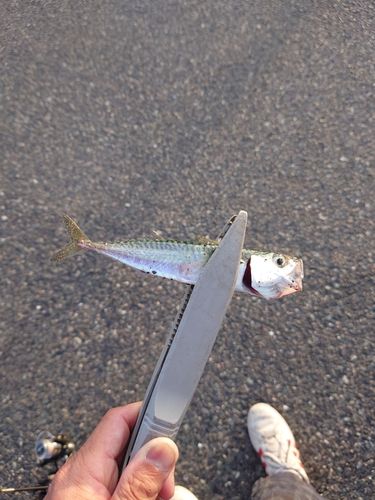 サバの釣果
