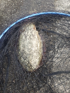 モンゴウイカの釣果