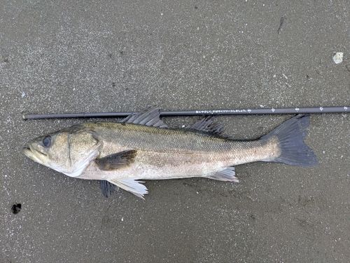 スズキの釣果