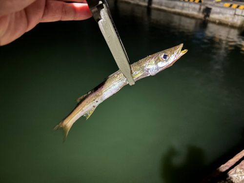 カマスの釣果