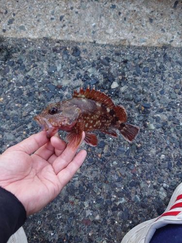 カサゴの釣果