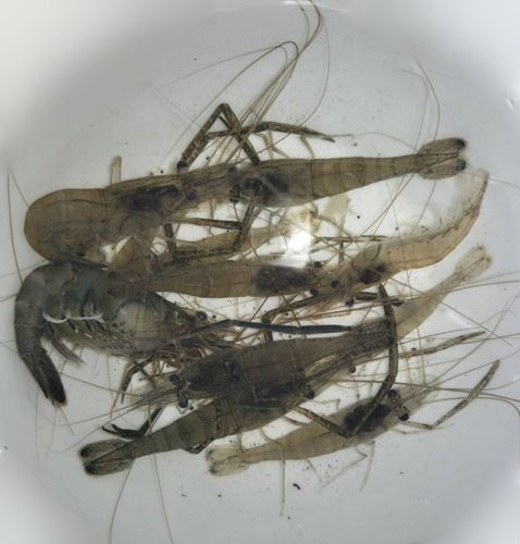 テナガエビの釣果