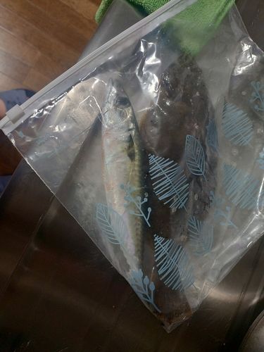 サバの釣果