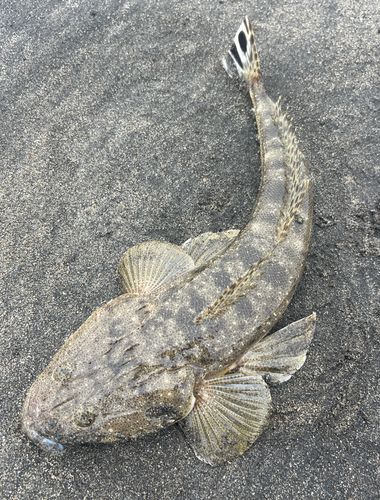 マゴチの釣果