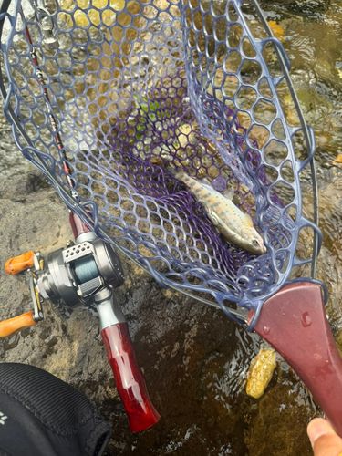 ヤマメの釣果