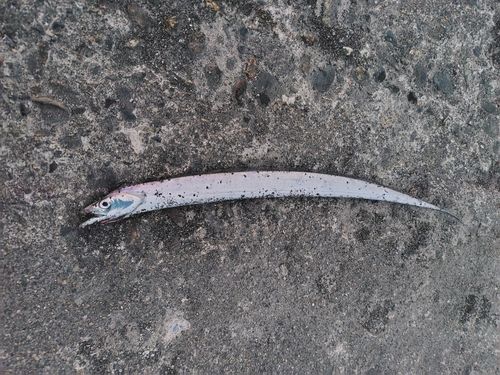 タチウオの釣果