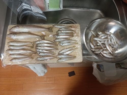 シロギスの釣果