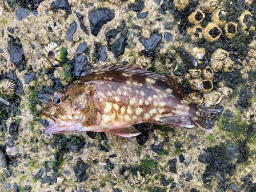 カサゴの釣果
