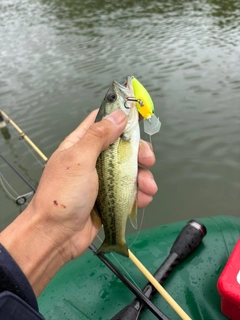 ラージマウスバスの釣果
