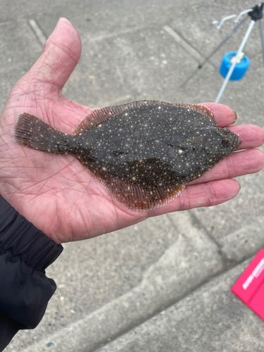 カレイの釣果