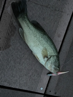 ブラックバスの釣果