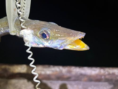カマスの釣果