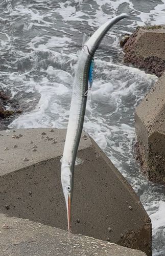 ダツの釣果
