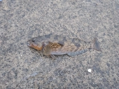 アイナメの釣果