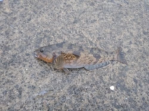 アイナメの釣果