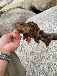 カサゴの釣果