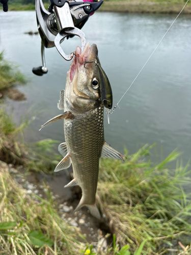 ニゴイの釣果