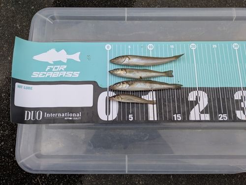 シロギスの釣果