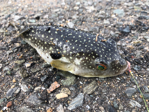 クサフグの釣果