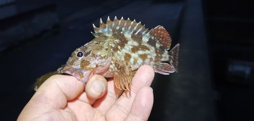 ガシラの釣果