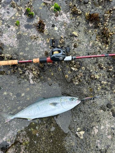 イナダの釣果