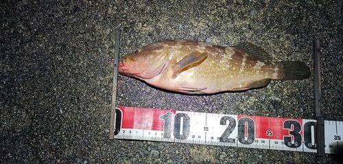 アコウの釣果
