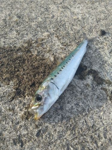 イワシの釣果