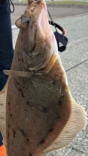 マガレイの釣果