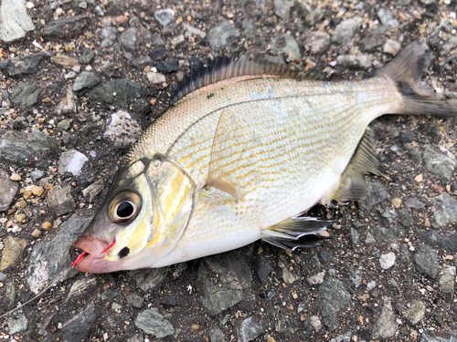 ウミタナゴの釣果