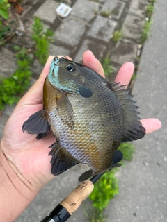 ブルーギルの釣果