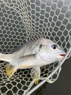 キビレの釣果
